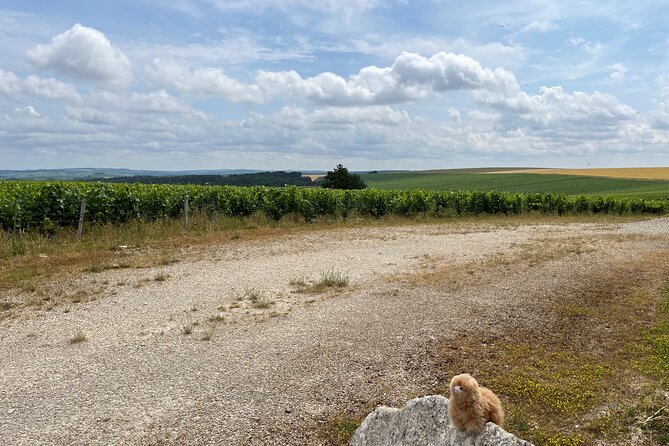 Burgundy Wine & Cheese Tasting Private Day Trip 15 glasses - A second Chablis tasting with Domaine Gueguen