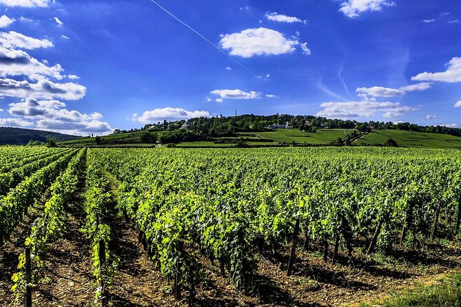 Chablis 20 Exquisite Wines Tasting Trip in Small-Group from Paris - La Chablisienne and the final five wines