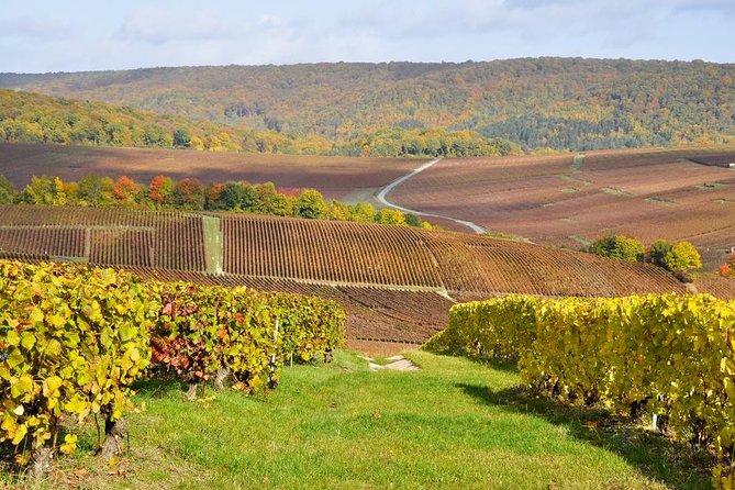 Champagne Area Small-Group Tour including a Top Champagne house & Family Winery - Key points before you book