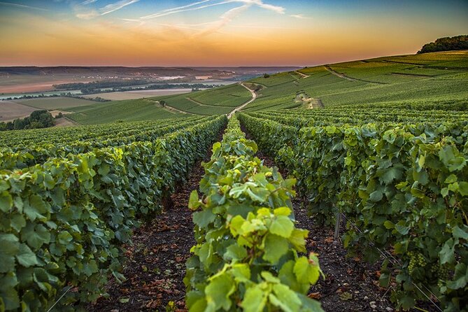 Champagne Day Trip from Reims including 9 Champagne Tastings - A third grower adds another point of comparison