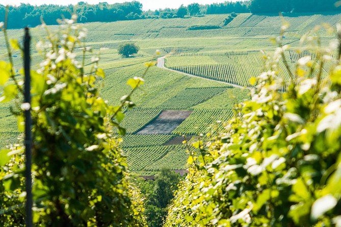 Champagne Day Trip with 6 Tastings, Reims and Winery from Paris - The early start and the long return to Paris