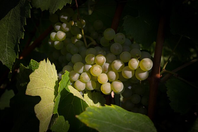 Champagne Tasting Tour Day Trip From Paris - The small grower in Villers-sous-Châtillon