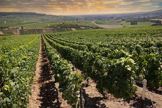 Champagne Tasting Tour Day Trip From Paris - Reims Cathedral: a powerful first stop