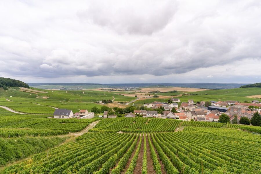 From Paris: Day Trip to Champagne with 8 Tastings & Lunch - Eight tastings, without losing the plot