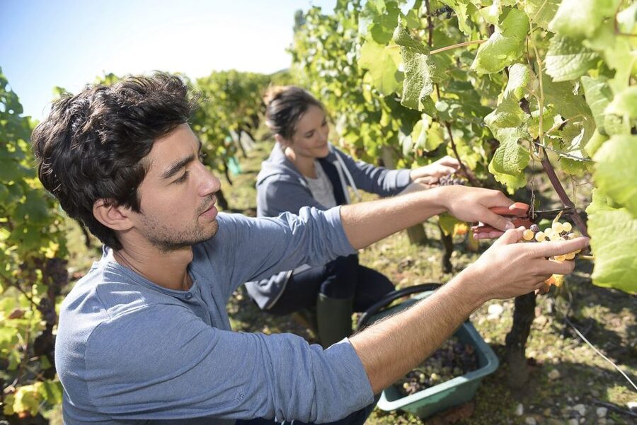 From Paris: Small-Group Champagne Day Trip with Six Tastings - Six tastings, grape growing, and what you will learn