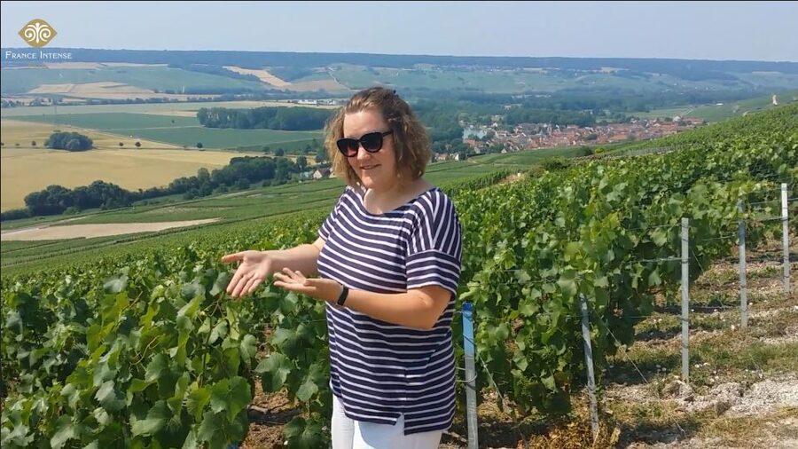 From Reims: Champagne Day Trip to 3 Family Domains & Lunch - Why this Champagne day trip works
