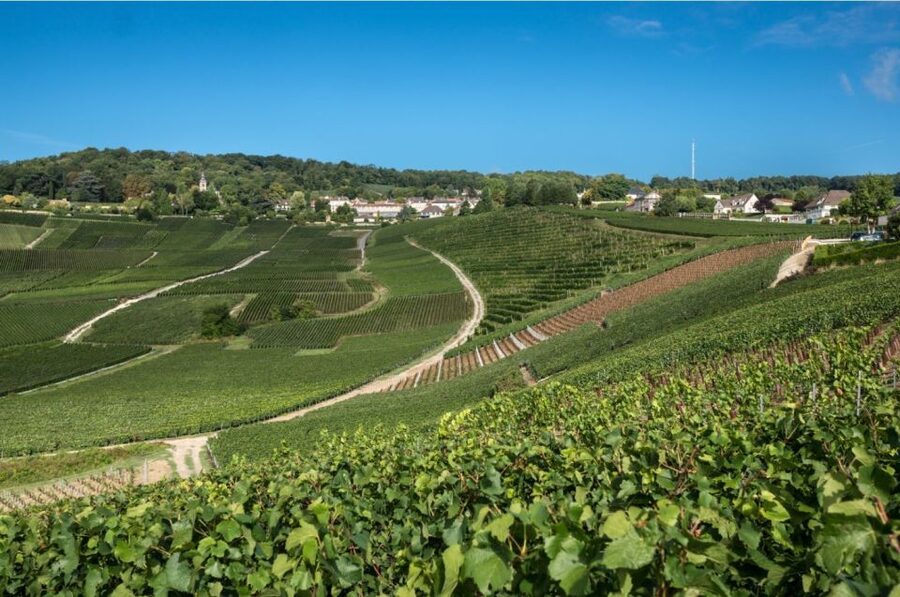 From Reims: Champagne Day Trip to 3 Family Domains & Lunch - Épernay’s grand avenue and underground cellars