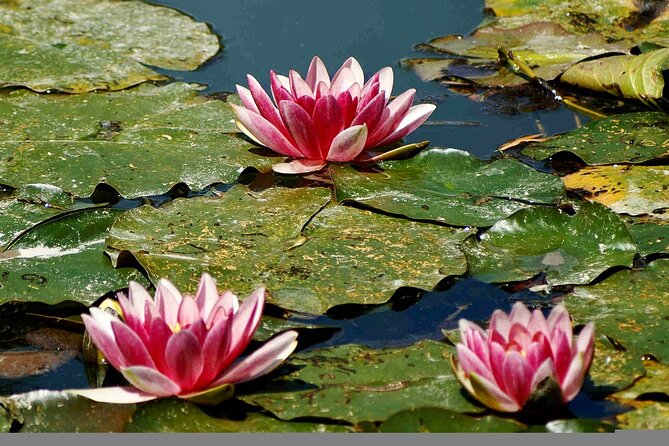 Giverny Half-Day Small-Group Tour from Paris – Max 7 Guests - Is $180.23 a fair price?