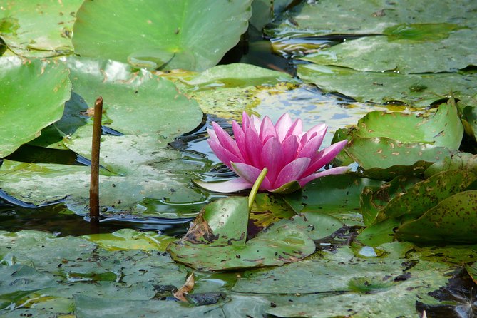 Giverny & Monet's House Audio Guided Half-day Tour from Paris - A half-day schedule with little room for delay