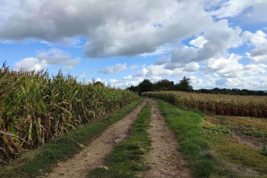 Hiking Adventure in Van Gogh's footsteps (6 miles walk) - Why Van Gogh’s final days belong in the countryside