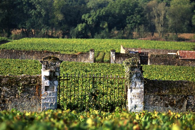 Incredible Loire castles tour with lunch and a vineyard visit - Wine tasting in the Loire countryside