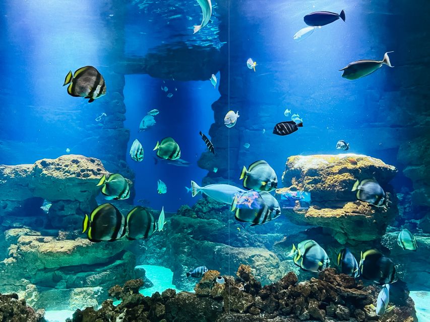 Paris: Aquarium de Paris Entrance Ticket - My Practical Advice Before You Go
