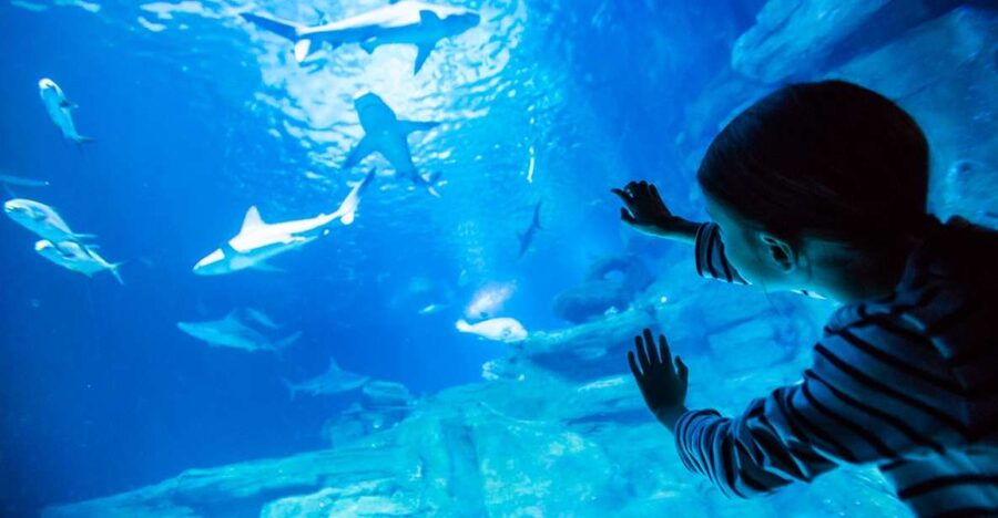 Paris: Aquarium de Paris Entrance Ticket - The Koi Touch Pool Is the Family Favorite