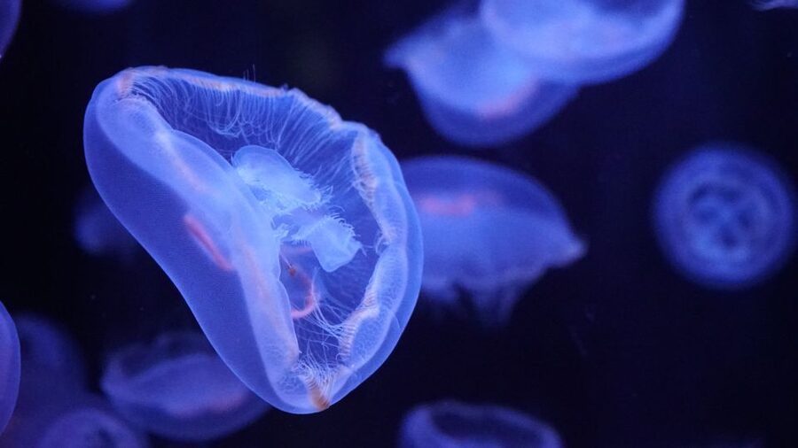 Paris: Aquarium de Paris Entrance Ticket - Films and Live Shows Add Structure to a Self-Guided Visit