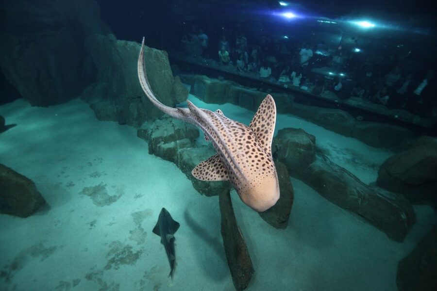 Paris: Aquarium de Paris Entrance Ticket - What the Ticket Includes and What It Does Not