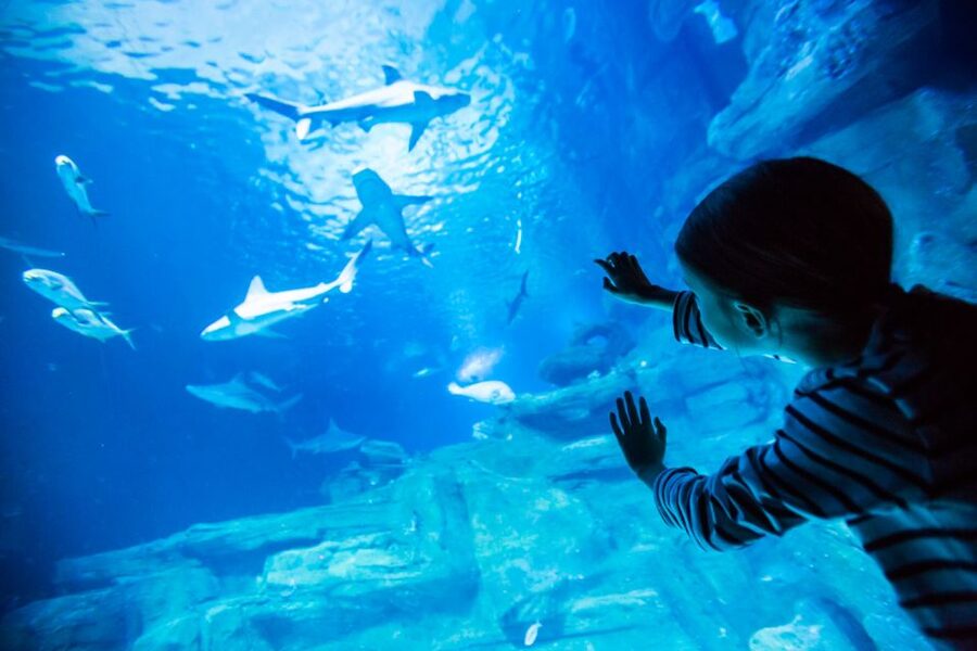 Paris: Aquarium de Paris Entrance Ticket - Sharks, Stingrays, and the Large Central Tank