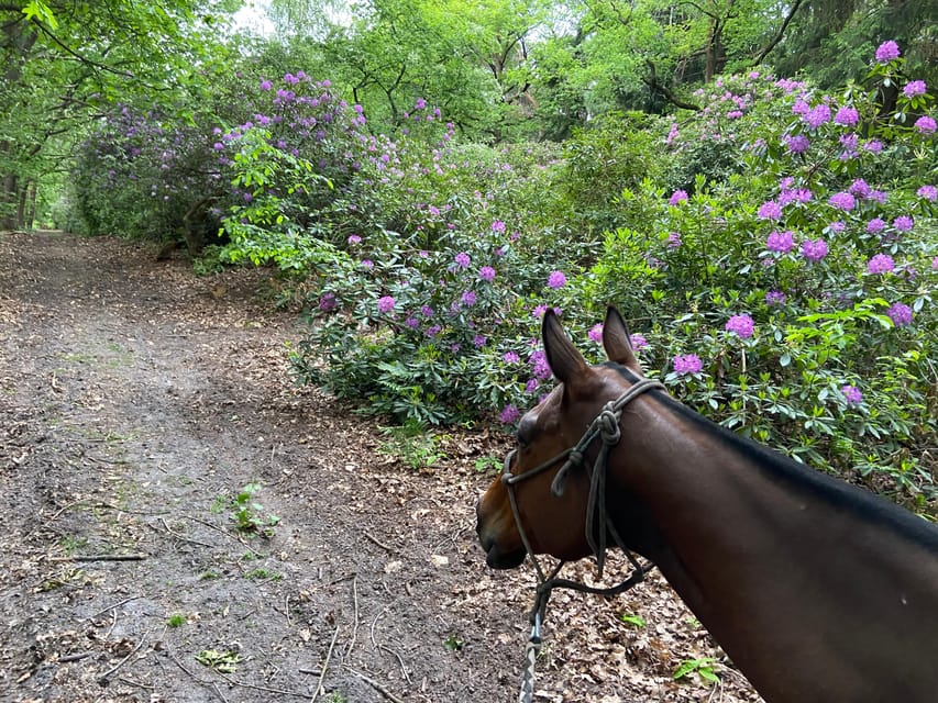Paris: Aumont-en-Halatte Horseback Riding Tour - Key points before you book