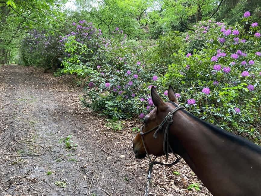 Paris: Aumont-en-Halatte Horseback Riding Tour - Leaving Paris for the Chantilly forest