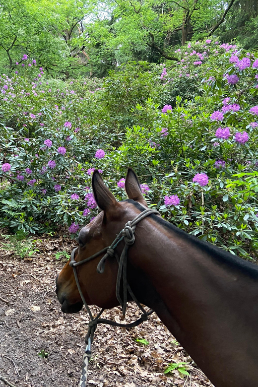Paris: Aumont-en-Halatte Horseback Riding Tour - Language, flexibility, and cancellation