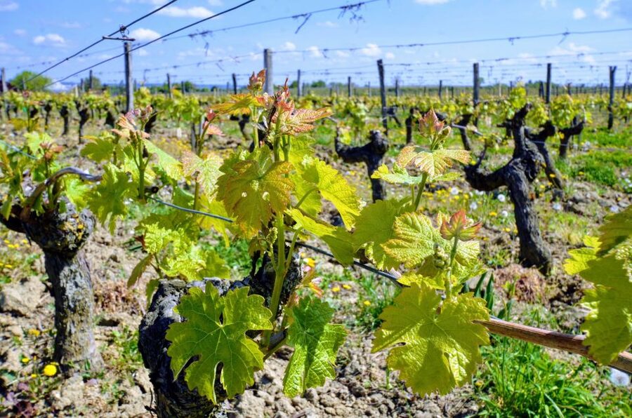 Paris: Loire Valley Chambord Castle, Wine Tasting & Lunch - Visiting the family-run winery