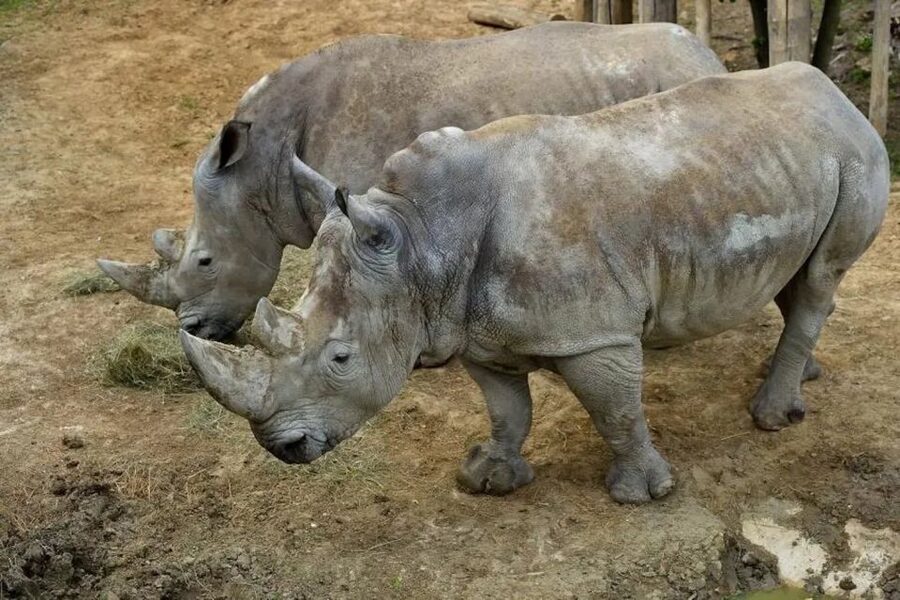 Paris: Paris Zoological Park Entrance Ticket - The Amazon zone is the big surprise