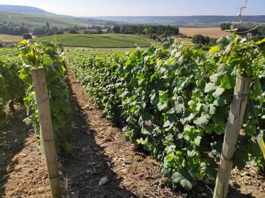 Paris: Private Epernay Trip with Champagne Vineyard Tastings - Up to Seven Wines, With Sensible Expectations