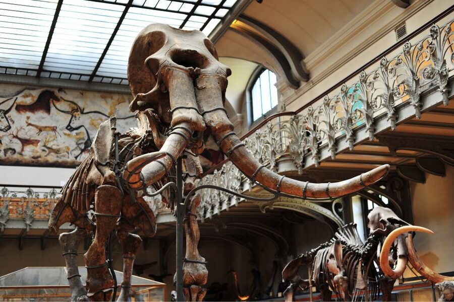 Paris: Private Family Tour, Highlights and Museum Visit - Guide quality matters here