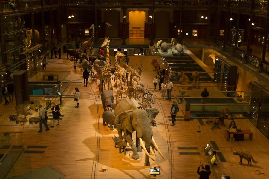 Paris: Private Family Tour, Highlights and Museum Visit - The Museum of Evolution full option