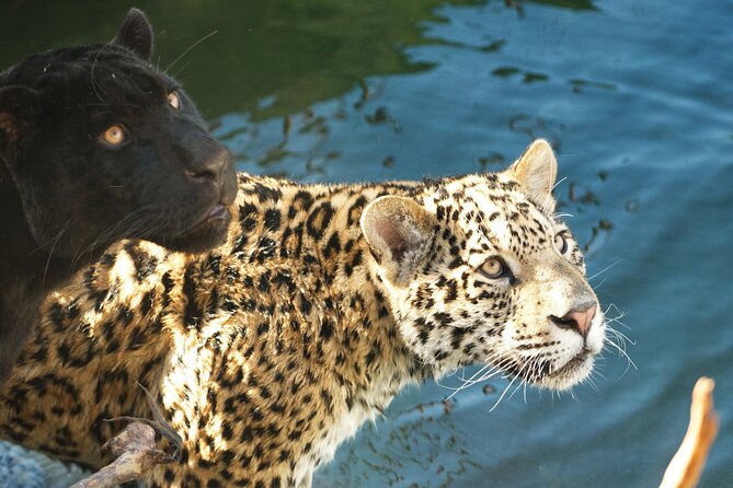 Parrot World Immersive Wildlife Park Entry Ticket next to Paris - Key points to know before booking